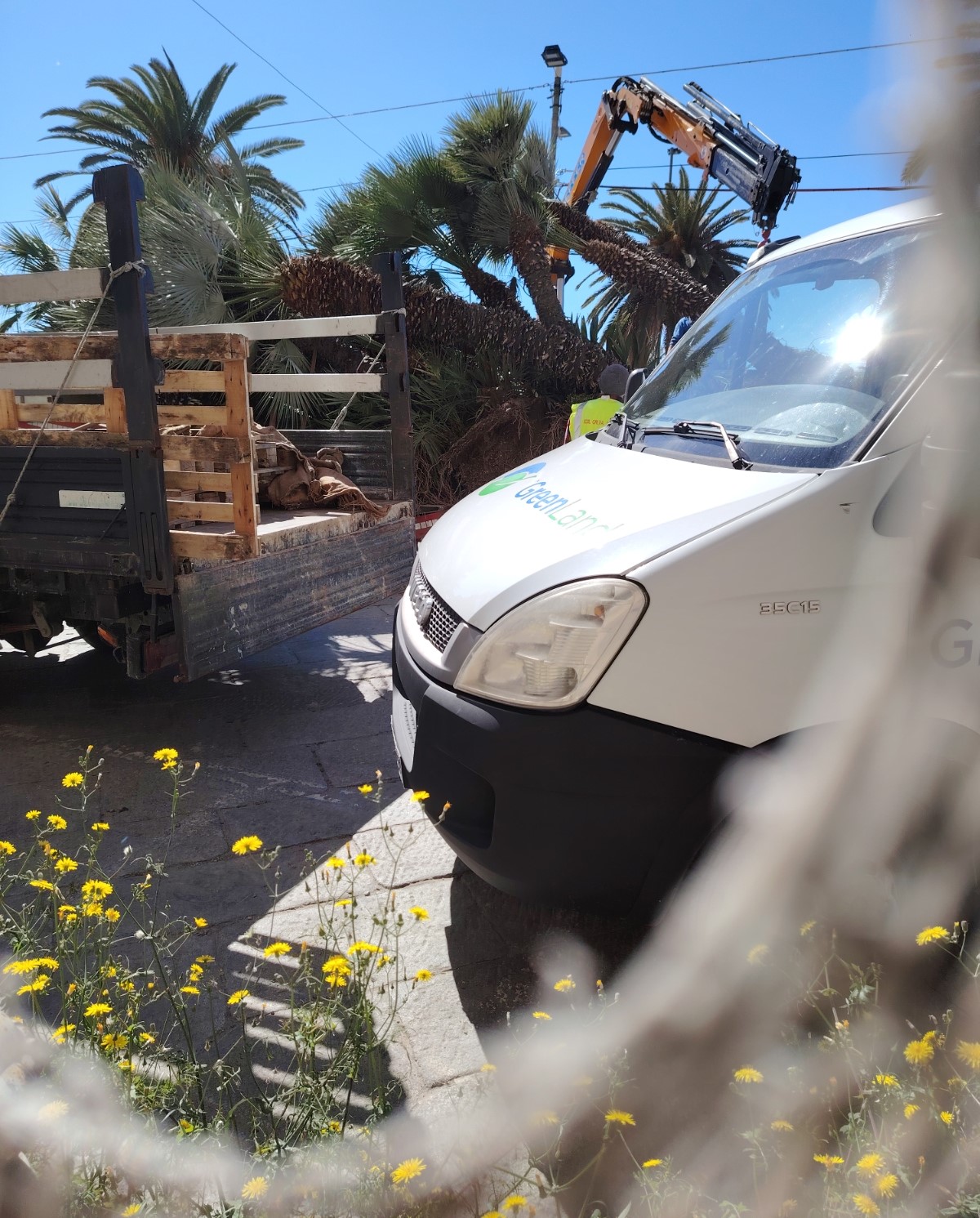 Cagliari, ecologisti in rivolta in via Roma: “Ecco come vengono rimosse le storiche palme davanti al mare”