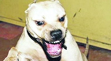 Terrore a Carbonia, ragazza aggredita dai due pitbull “terribili” mentre passeggia col cagnolino