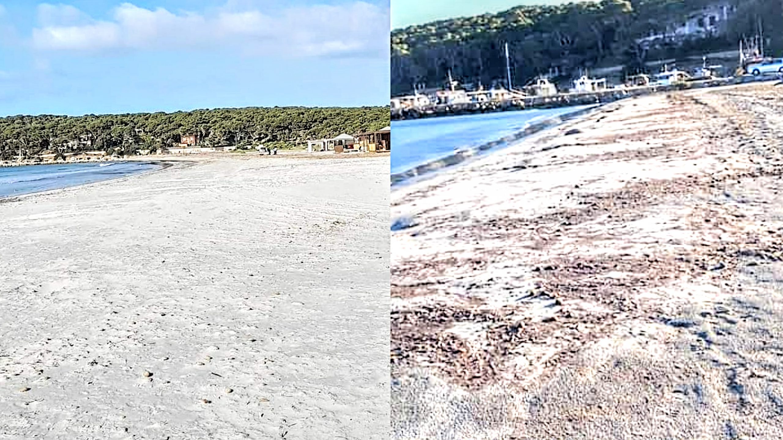 Porto Pino: spiaggia libera dalle alghe, anzi no