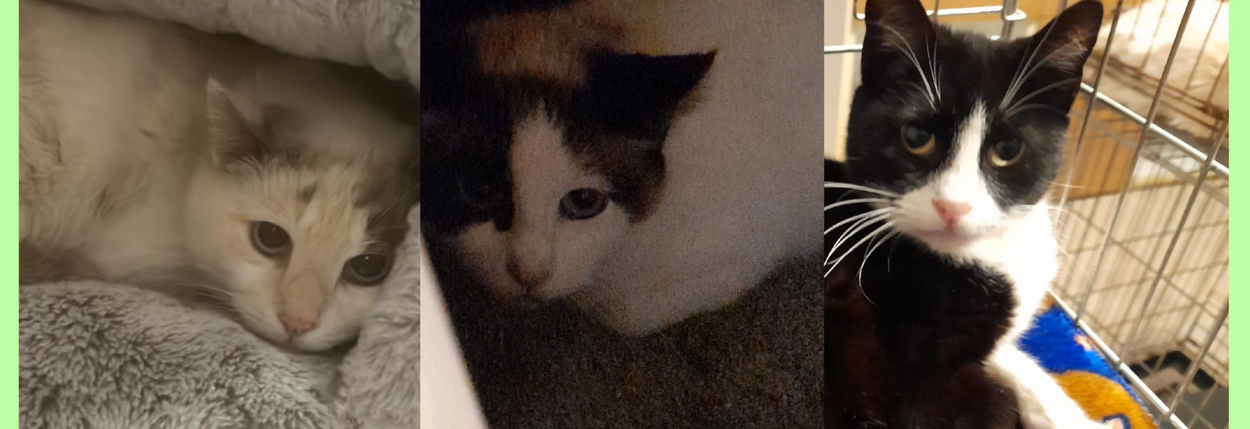 Sos per una raccolta di cibo per 6 gatte abbandonate