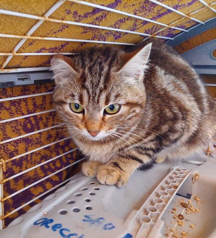 Recuperata dal tetto di una casa abbandonata, cucciola cerca adozione