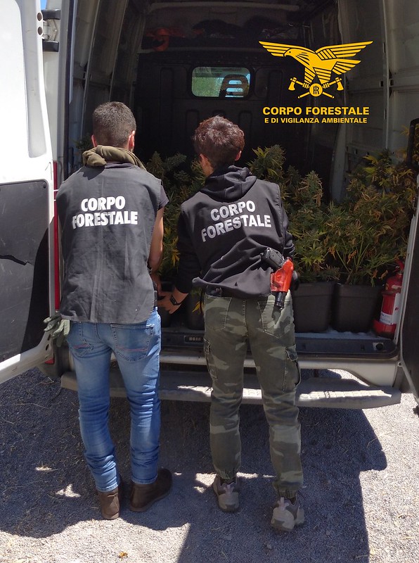 Sarroch, sequestrate 209 piante di canapa indiana: un arresto