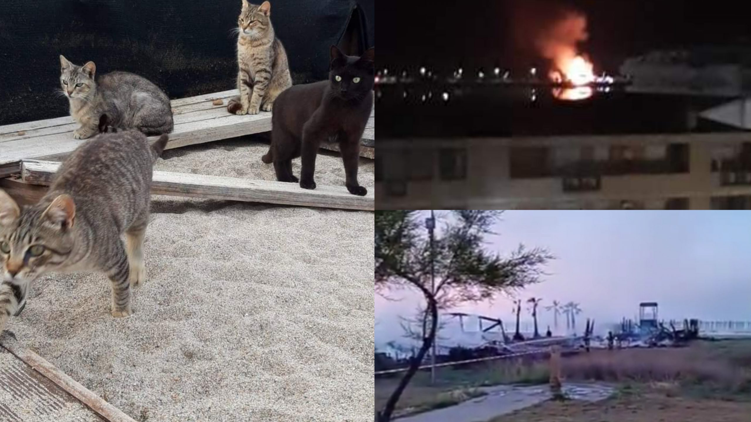 Quartu, apprensione per la colonia felina residente in prossimità del rogo del Tagoo