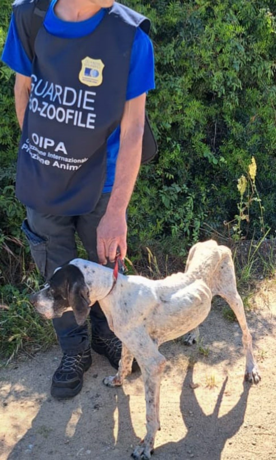 Oristano, cagnolina ridotta a uno scheletro: denunciato il proprietario per maltrattamento e abbandono
