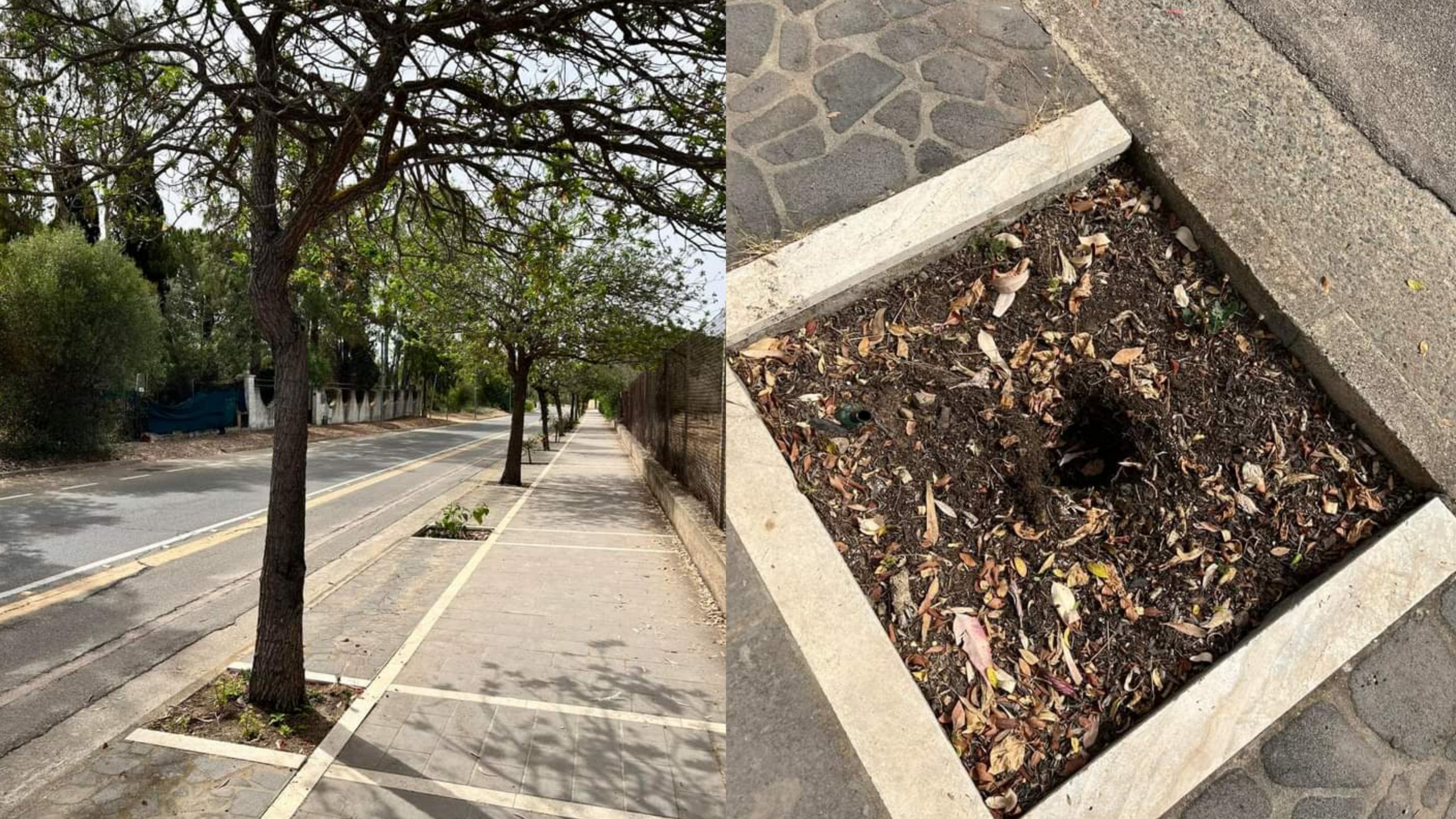 Pula, rubati 45 hibiscus in viale Nora: da poco messe a dimora, le piante sono state completamente estirpate da ignoti