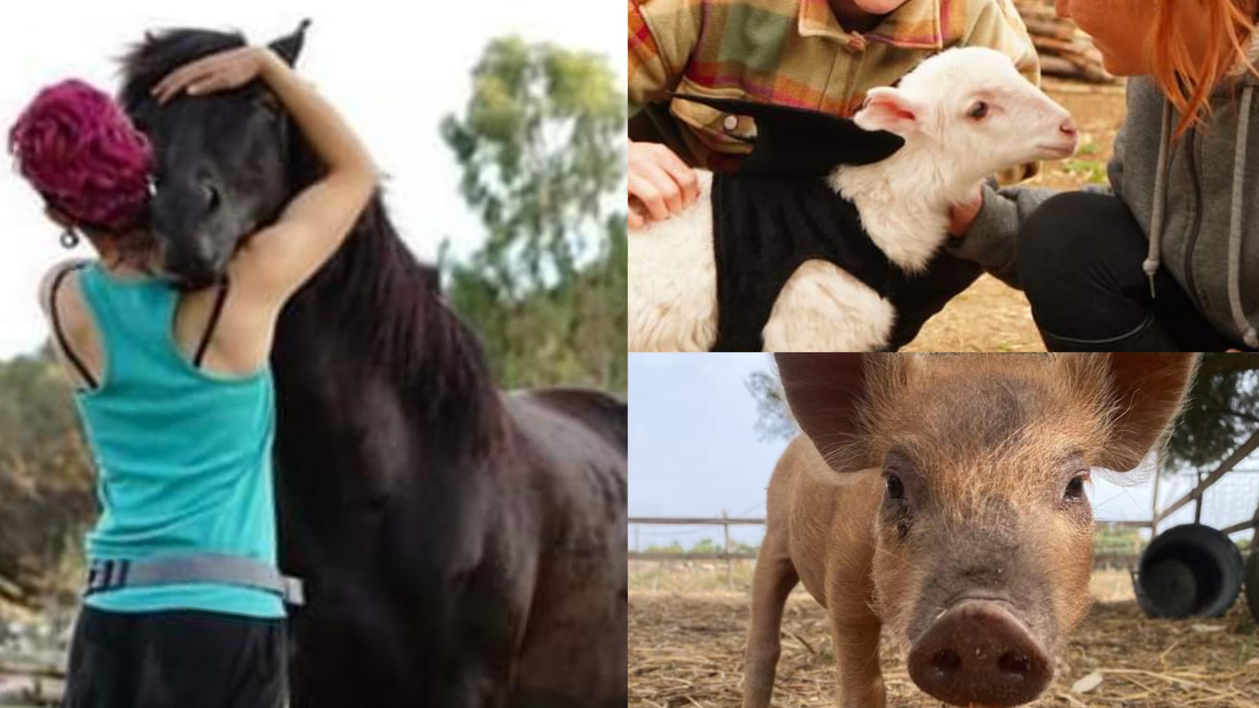 Sanluri, laboratori per i più giovani tra gli animali dell’oasi cittadina