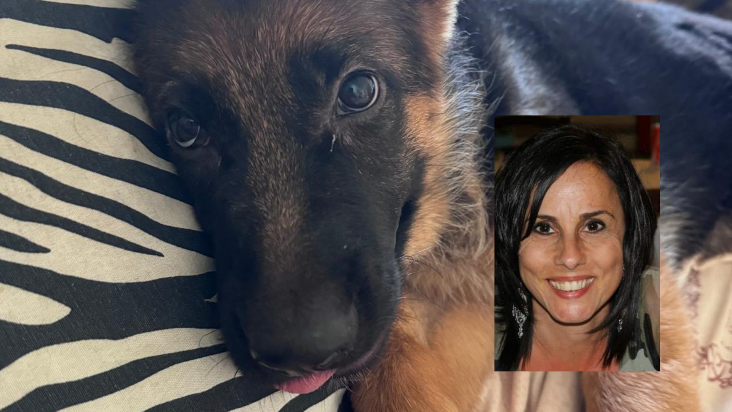 Quartu, quasi 400 euro donati a una associazione che si occupa di cani randagi