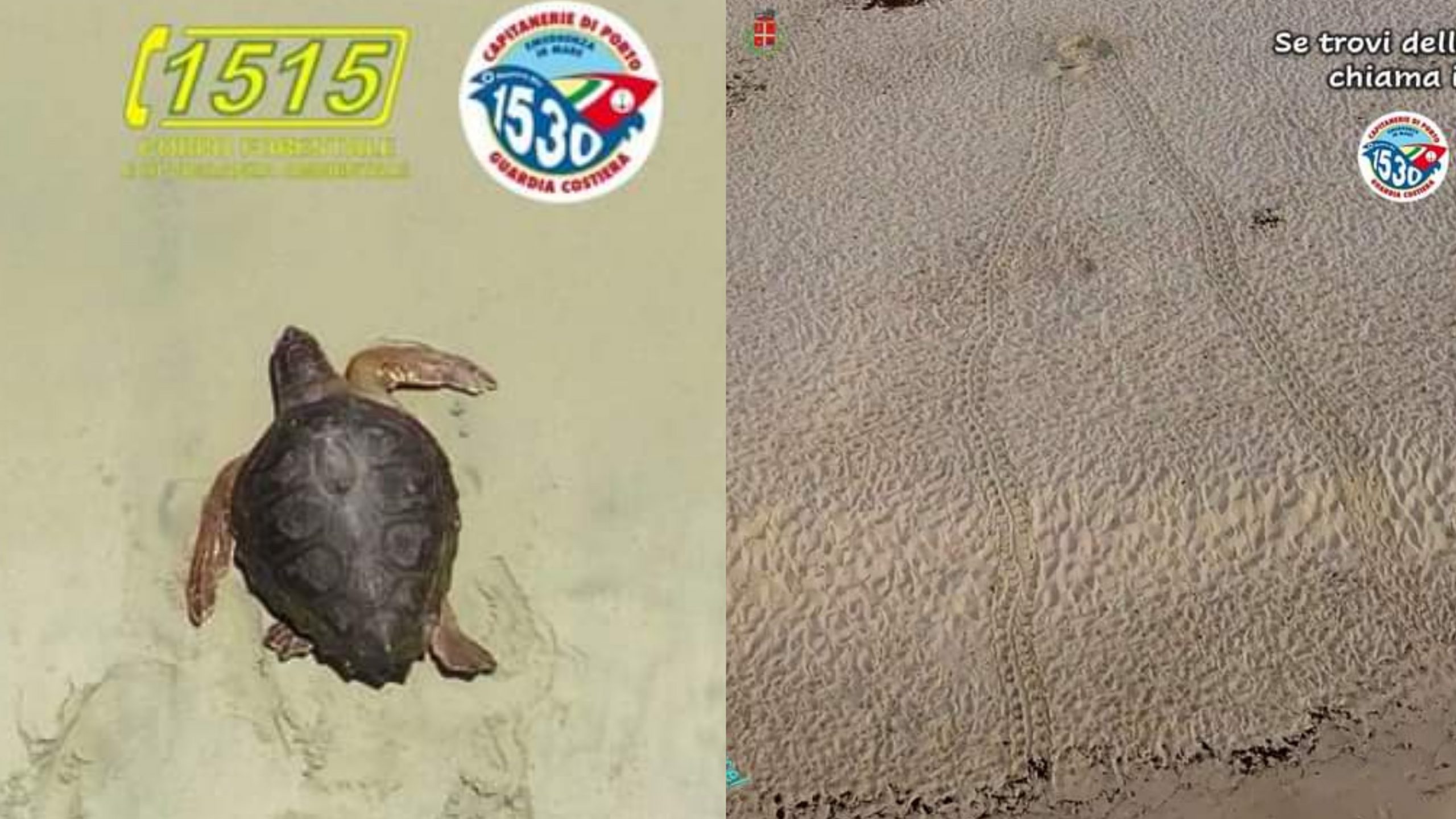 Costa Rei, primo avvistamento di una Caretta caretta in cerca di un nido dove deporre le uova