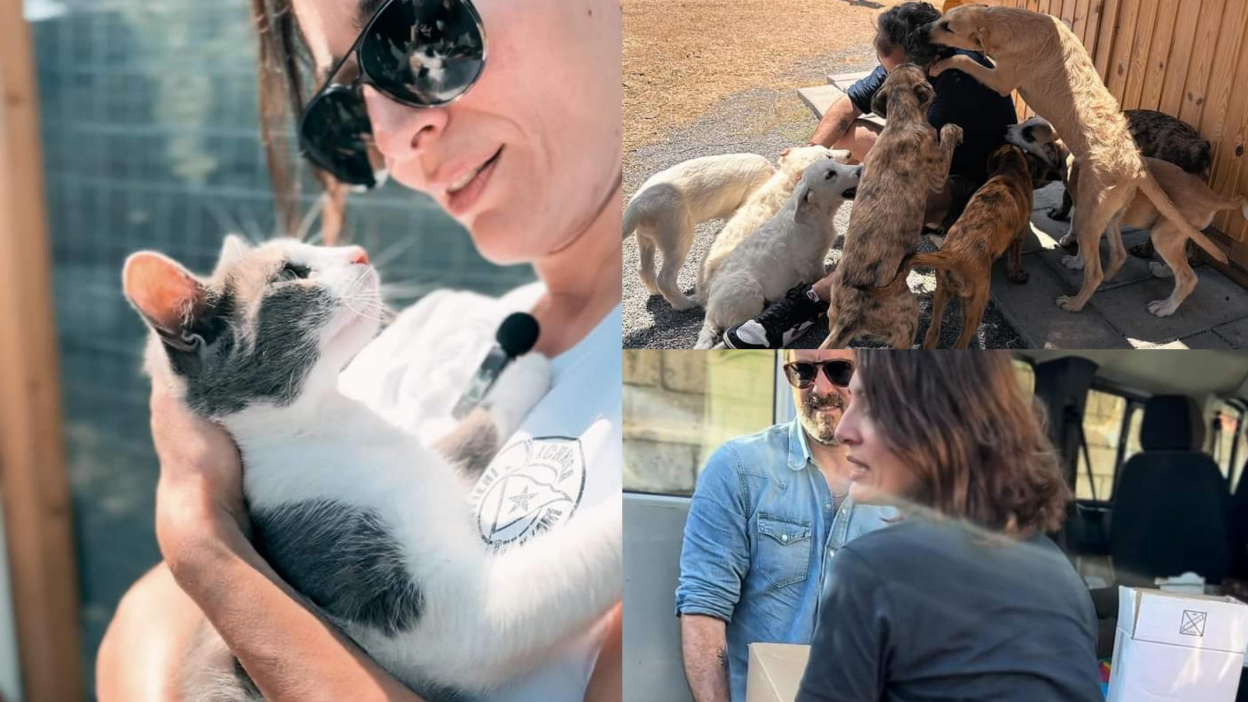 Cani e gatti in braccio a Caterina Murino e ai suoi compagni di viaggio in visita ai rifugi