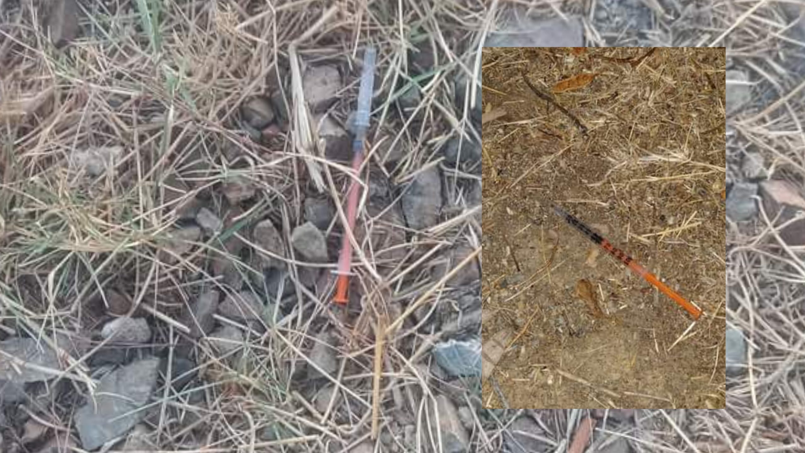 Selargius, siringhe gettate a terra anche nella colonia felina