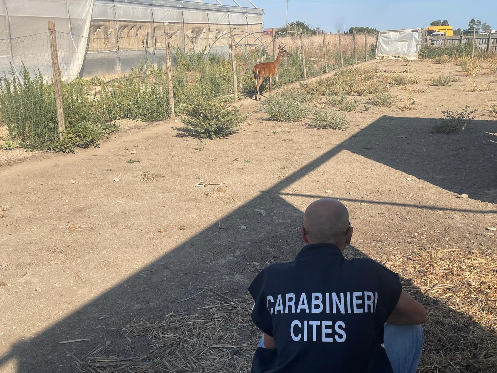 Decimoputzu, i carabinieri liberano un cervo imprigionato illegalmente in un recinto