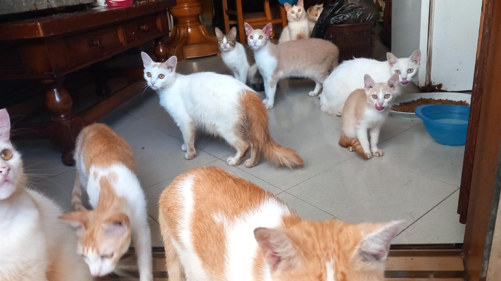 Radio Zampetta Sarda, raccolta fondi per 50 gatti a Quartu