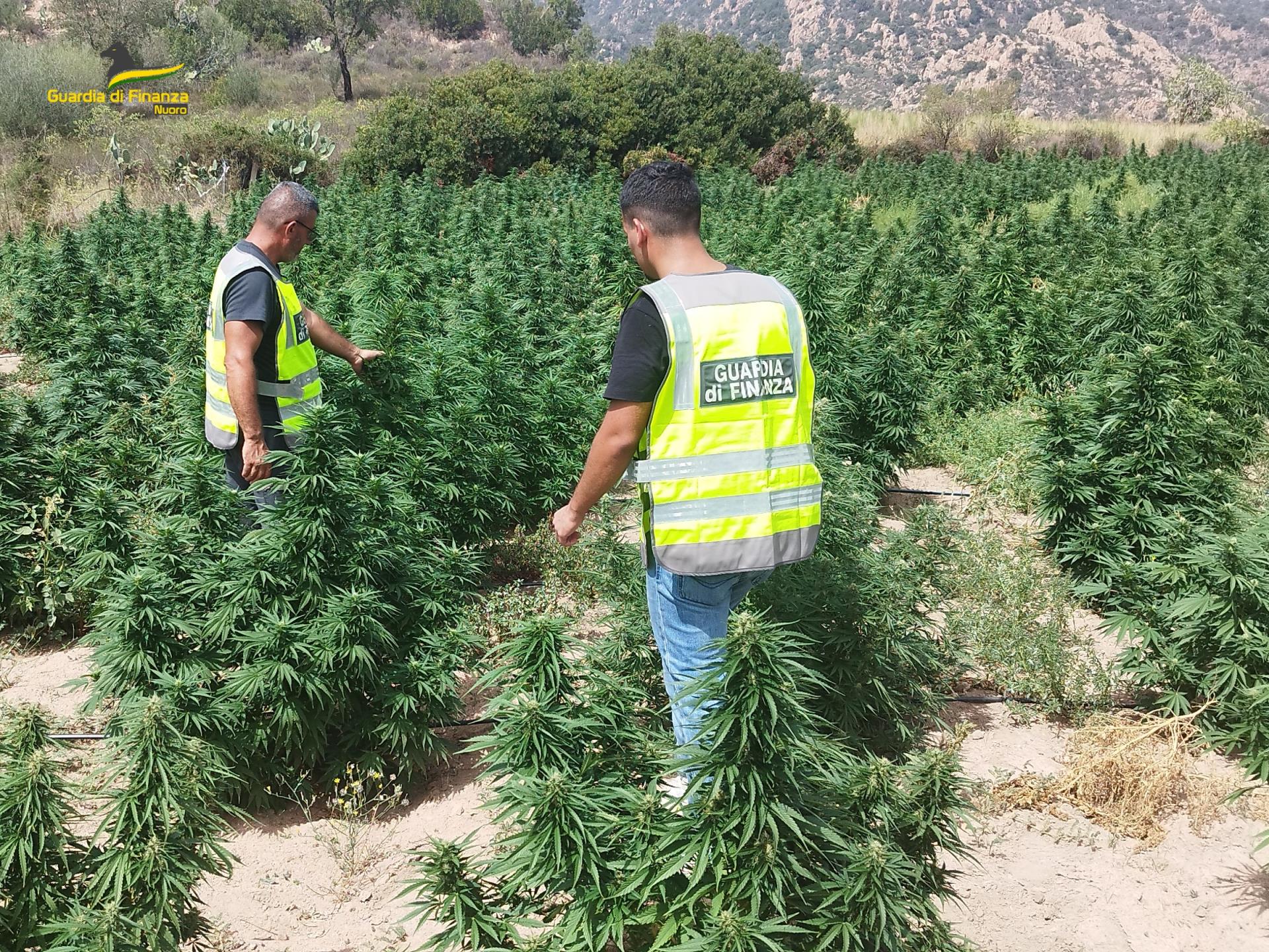 Mille piante di marijuana coltivate e pronte per l’essicatura scovate a Talana, nei guai un 27enne