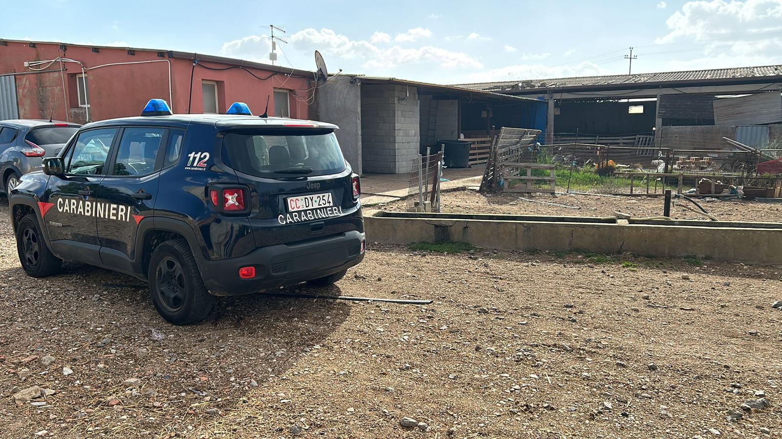 San Gavino Monreale, incursione di un branco di cani in un’azienda agricola: uccise 150 pecore