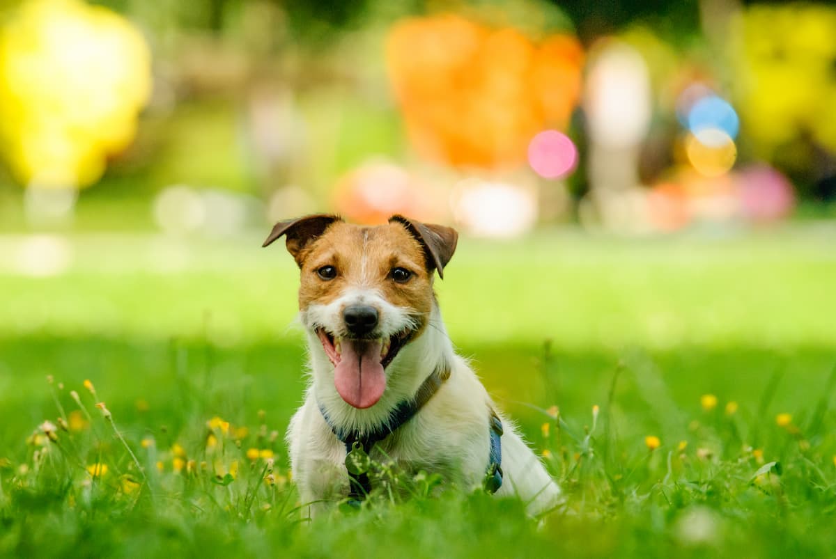 Aveva impedito l’accesso ai cani nei parchi: Comune di Portoscuso ko al Tar