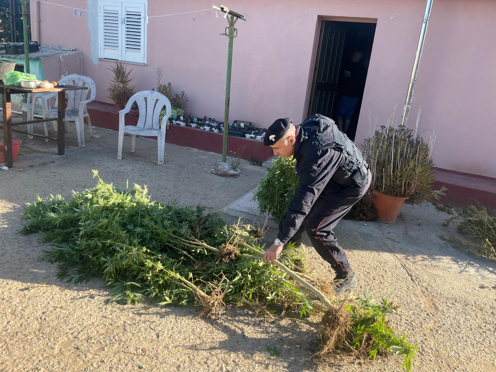 Sestu, scoperta una piantagione di marijuana: 38enne in arresto, denunciato anche lo zio pensionato