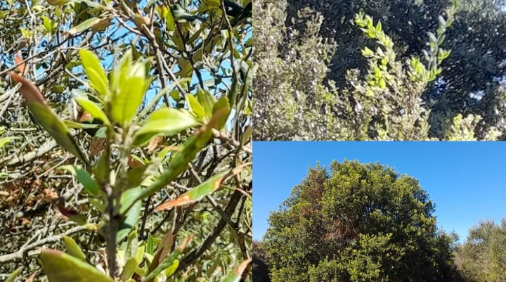 Il verde ritorna: i lecci sul monte Ortobene sfoggiano una nuova chioma