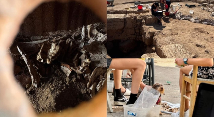 Nora, resti scheletrici animali e umani al vaglio degli archeologi