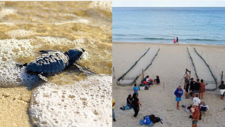 Costa Rei, le ultime tartarughine hanno raggiunto il mare