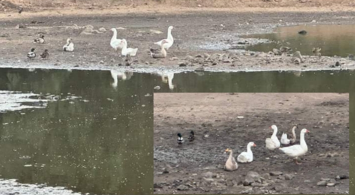Le oche di Poggio dei Pini hanno i giorni contati: venti giorni e sparirà la pozza del lago grande