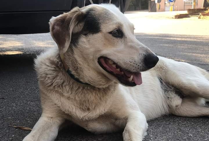 Ricerche con il drone per il cane Macchia a Monteponi