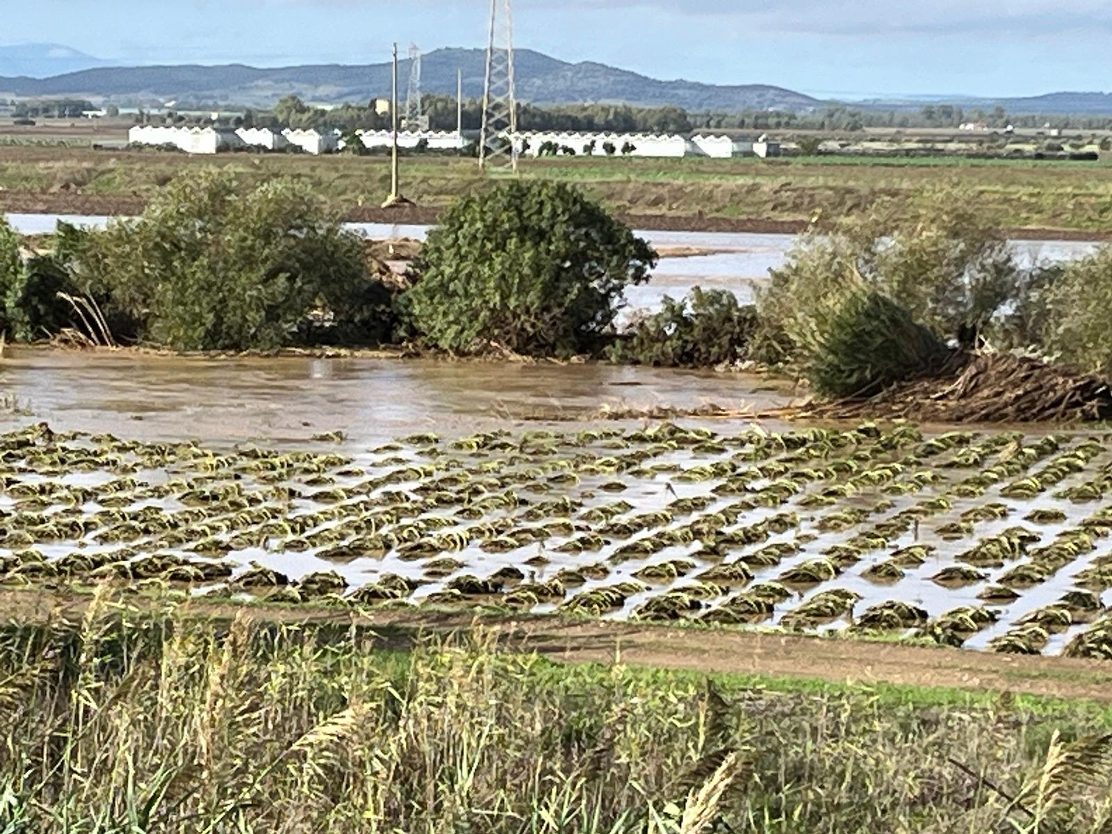 Maltempo in Sardegna, allerta anche per i campi agricoli: tanti allagamenti nell’Oristanese