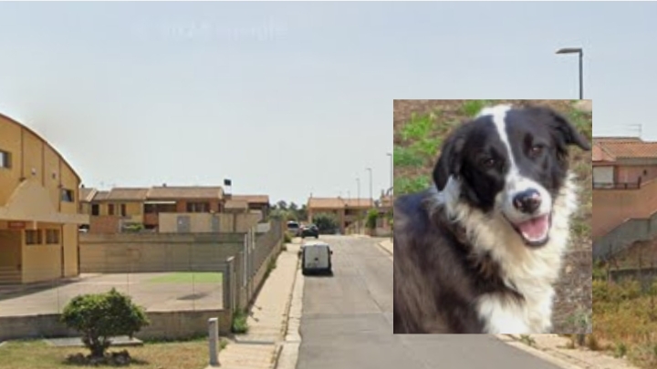 Capoterra, un uomo attaccato da un branco di cani mentre porta a passeggio il proprio animale domestico