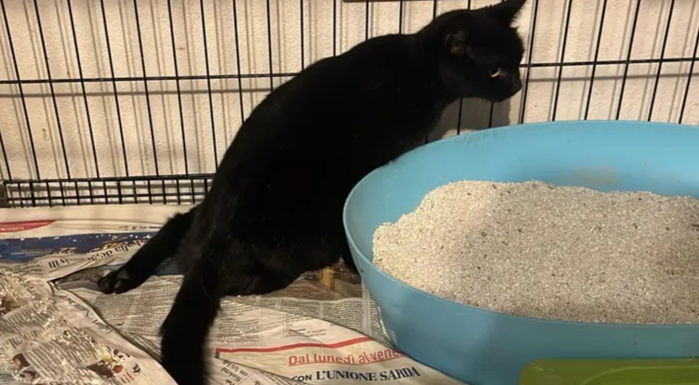 Raccolta fondi per Morgana, salvata dall’eutanasia