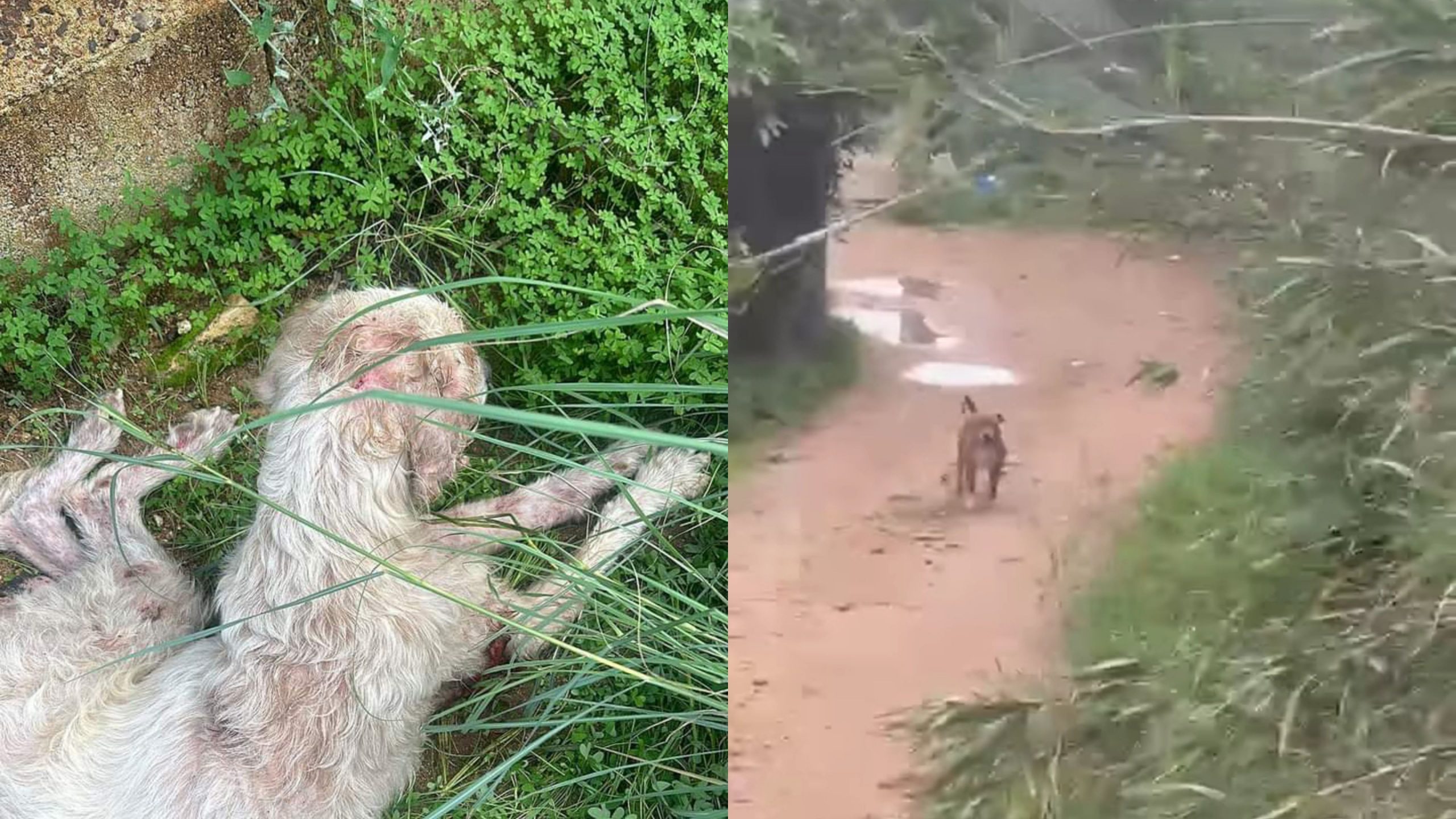 Capoterra, attaccato da alcuni cani in mezzo alla strada e ridotto in fin di vita: un meticcio bianco soccorso dai cittadini