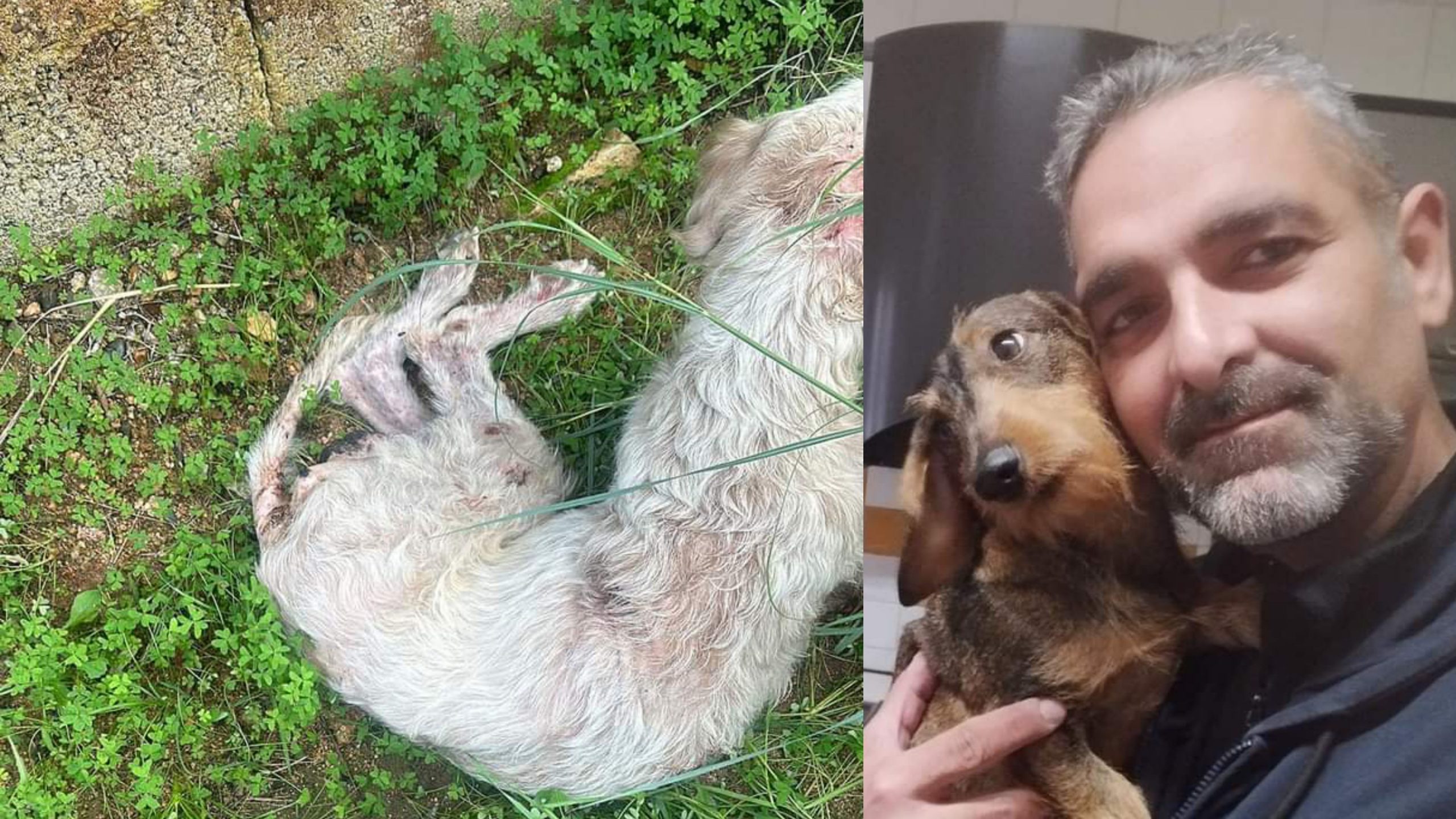 Cani aggressivi che attaccano i loro simili: a Selargius e Capoterra gli ultimi episodi