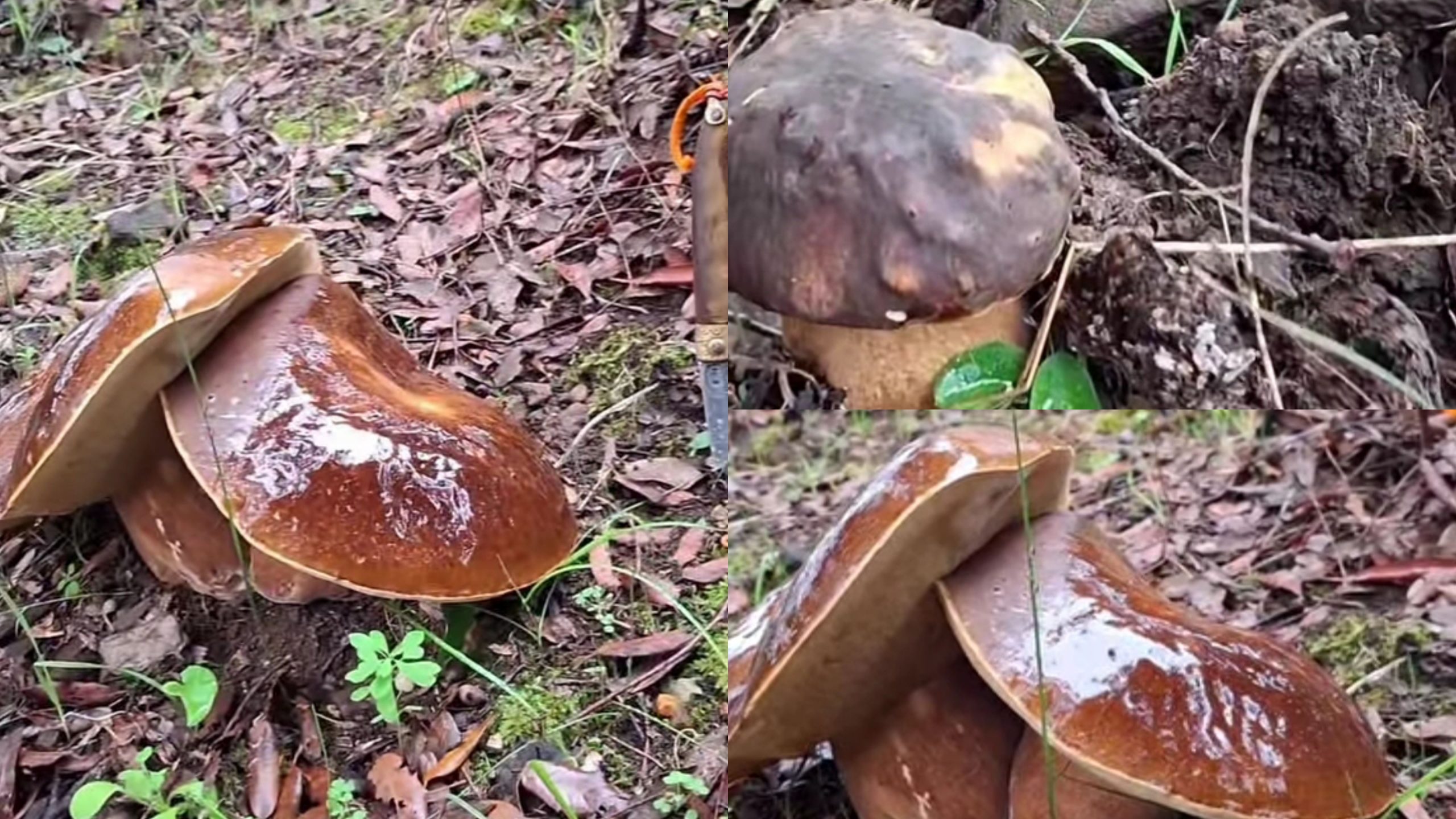 Spettacolare ritrovamento, un tappeto di porcini a Gonnosfanadiga