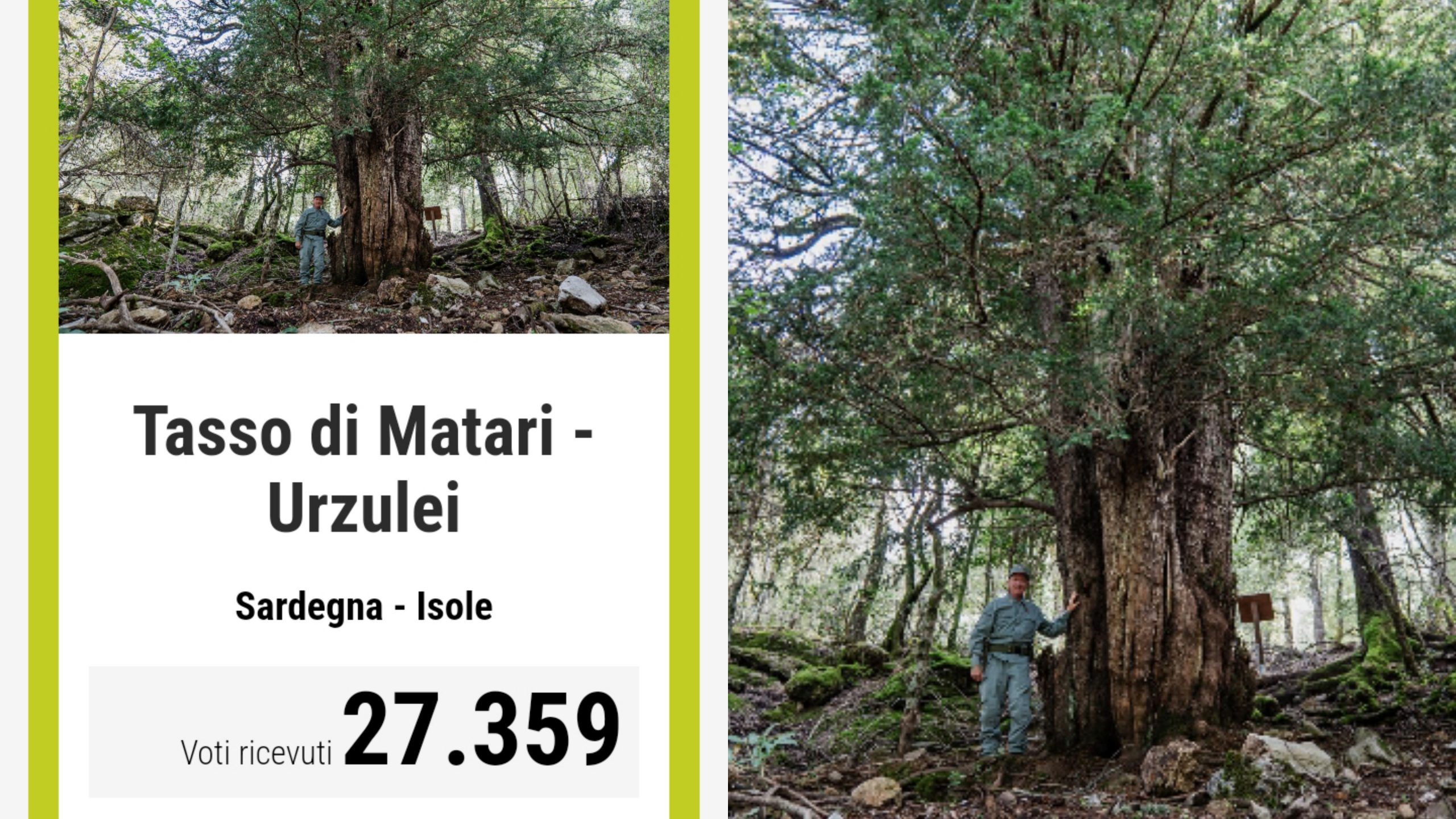 L’albero più bello dell’anno è ancora sardo: il tasso di Urzulei verso la vittoria