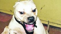 Selargius, ancora terrore al parco: un grosso cane ha ucciso un cagnolino