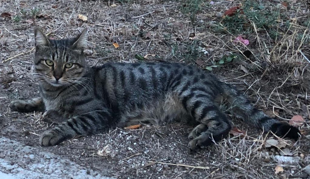 Nino, rapito da via Pizzetti a Quartu Sant’Elena
