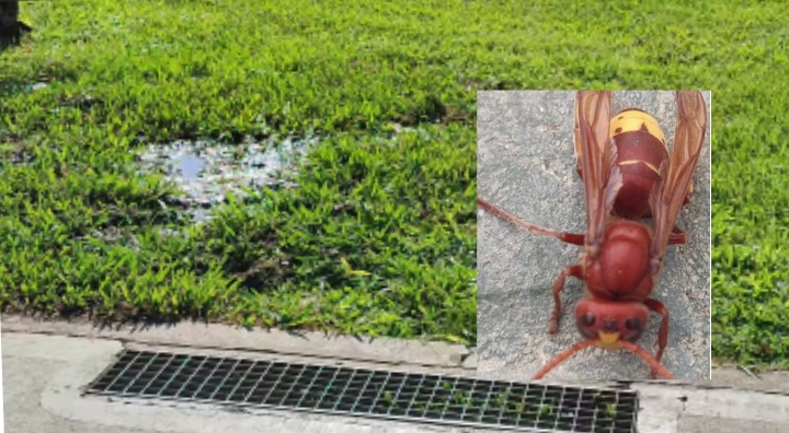 Pirri, paura tra i frequentatori del parco dell’ex Vetreria per la presenza di vespe orientali