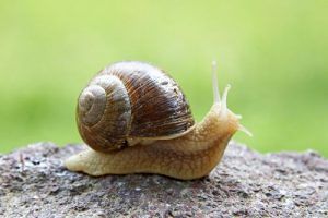 Mandas, da oggi è vietato raccogliere lumache