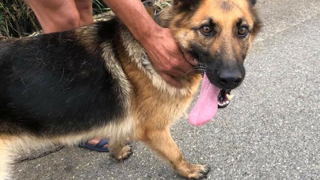 Sinnai, cane di grossa taglia e senza museruola morde il braccio di un bambino