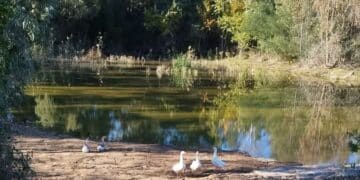 Capoterra, le oche del lago di Poggio dei Pini hanno trovato una casa sicura