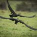 Avvistati tra Oniferi e Orani gli Ibis eremita