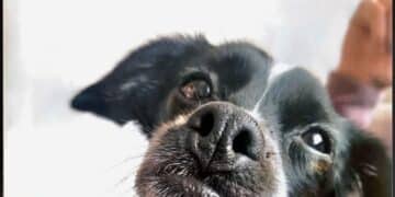 Gonnesa, una cagnolina salvata dai maltrattamenti muore a causa dei fuochi d’artificio: petizione anti botti