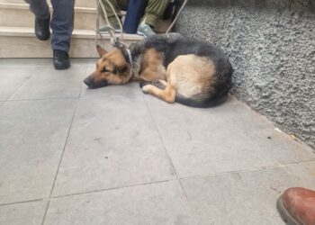 Prende il treno e scende a Cagliari, viaggio fuori paese per una cagnolona di Decimomannu