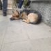 Prende il treno e scende a Cagliari, viaggio fuori paese per una cagnolona di Decimomannu