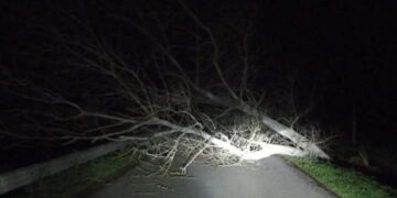 Arborea, il vento butta giù un albero: strada bloccate per tutta la notte