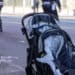 Mamma di 34 anni muore investita da un camion mentre attraversa la strada con i due gemellini: illesi i bambini