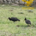 Avvistamento straordinario in Sardegna: due esemplari di Ibis eremita a Nuoro -VIDEO