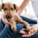A Quartu migliora il benessere animale: nel 2024 100 microchippature e 160 sterilizzazioni tra cani e gatti