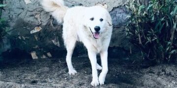 A Su Planu 3 cani liberi di vagabondare in giro per il quartiere