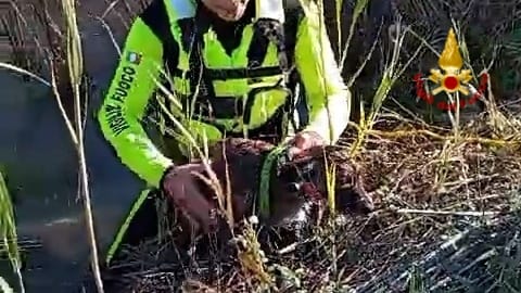 Salvato dai vigili del fuoco di Cagliari un cagnolino finito nel canneto sulla 387