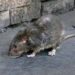 Villasimius infestata dai topi, scuole di nuovo chiuse e genitori in rivolta