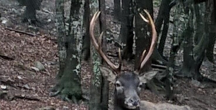 Fauna selvatica, il Grig: “Qualche soldo, ma nessun atto concreto per salvare i cervi e impedire incidenti”